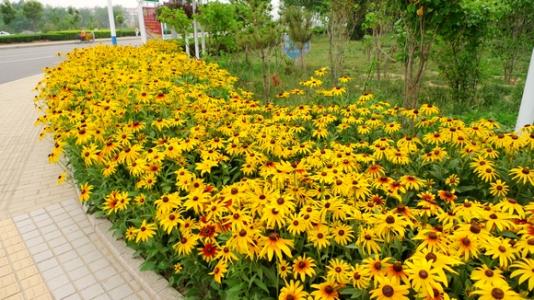 Coreopsis care