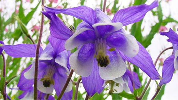 How to grow and care for Columbine