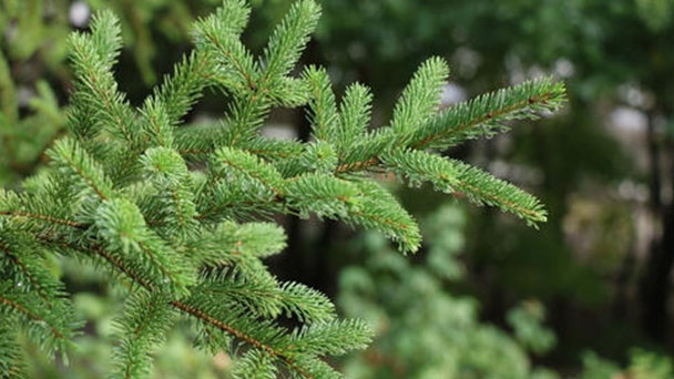 Jack pine (Pinus banksiana) profile