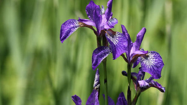 Siberian iris (Iris siberica) profile