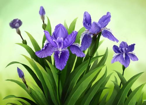 Siberian Iris care
