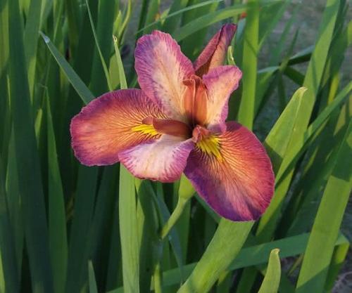 Siberian Iris care