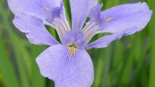 How to grow and care for Siberian iris