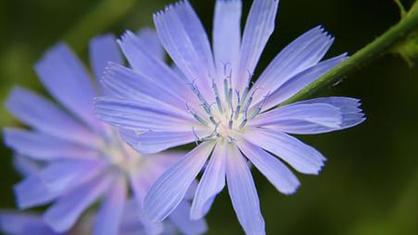 Basket flower (Centaurea americana) profile
