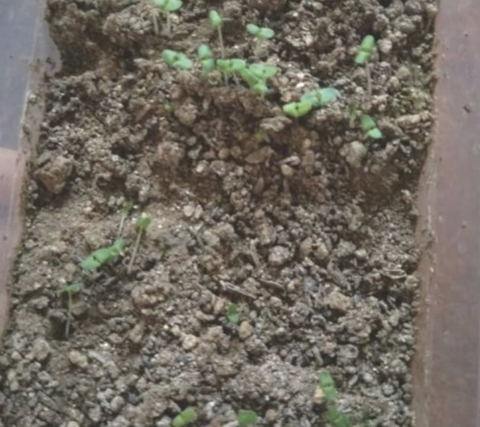 Growing lavender indoors from seed 