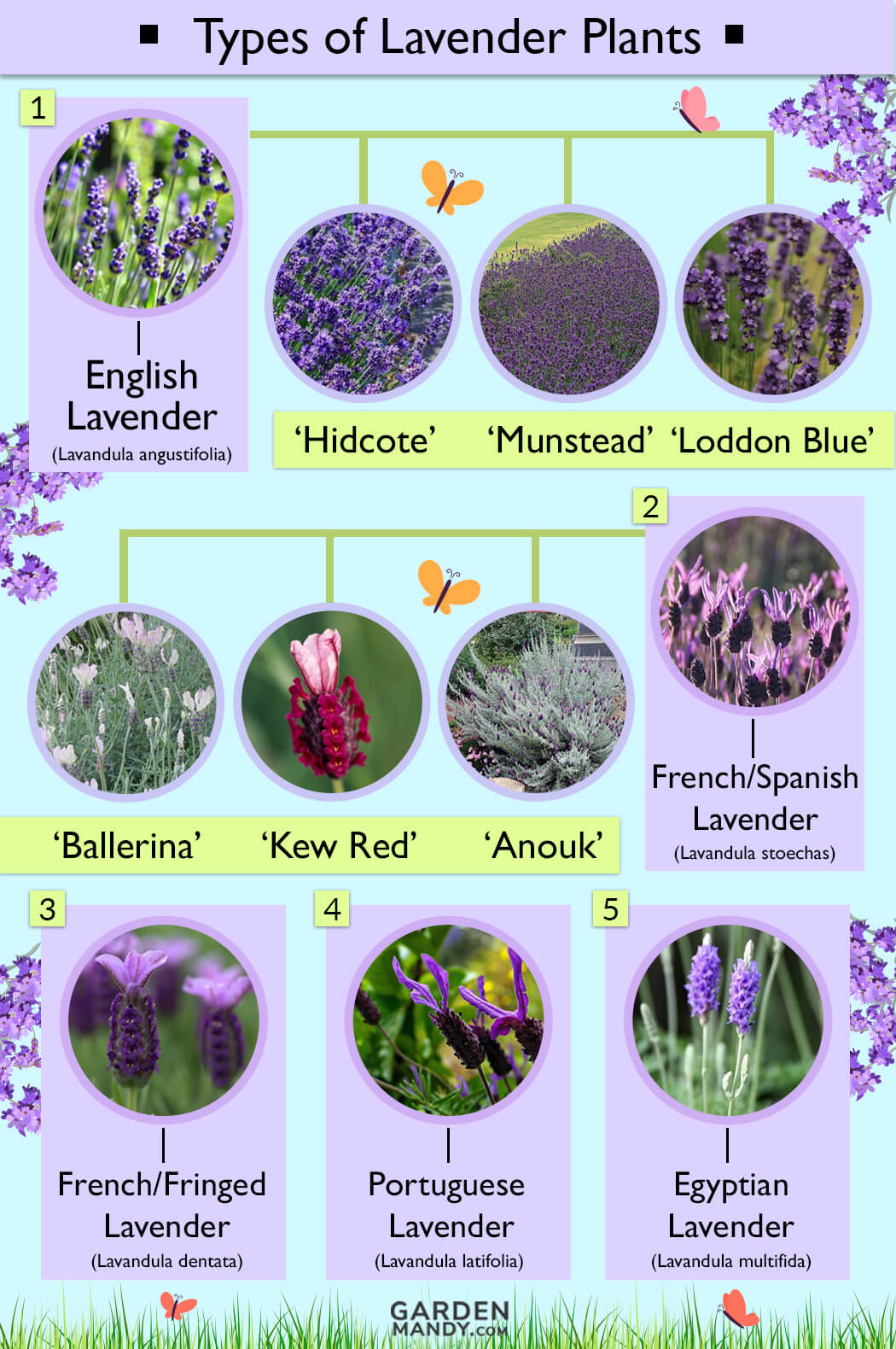 Types of Lavender
