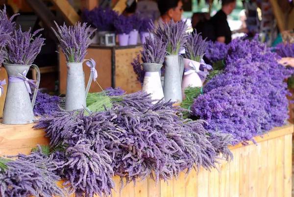 How to Grow Lavender Indoors