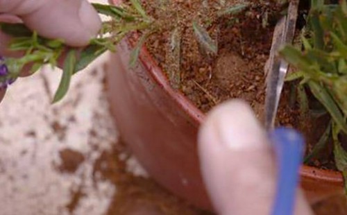 Repotting for Growing Lavender Indoors