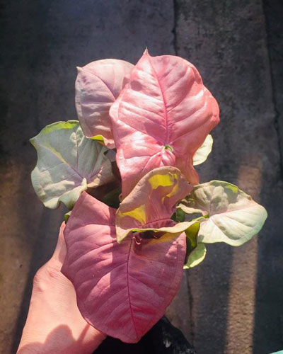 Syngonium-podophyllum-‘Pink-Allusion’