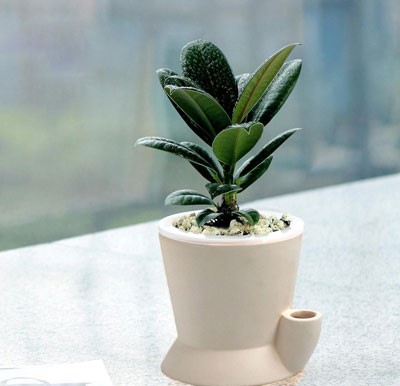 Rubber Tree Plant (Rubber Fig) Care & Growing Guide