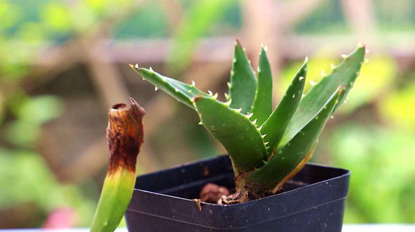 Aloe-Vera-(Aloe-Barbadensis)