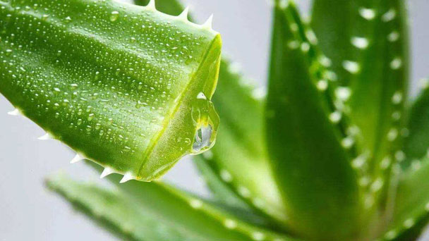 Aloe Vera (Aloe Barbadensis) Grow & Care Guide