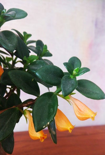 Goldfish-Plant(Nematanthus-Gregarious)