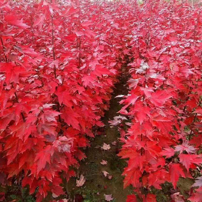 Red-Maple-(Acer-Rubrum)