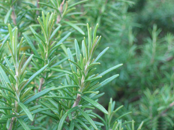 Rosemary-(Salvia-rosmarinus)