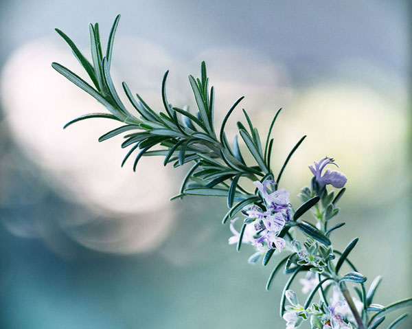 Rosemary-(Salvia-rosmarinus)