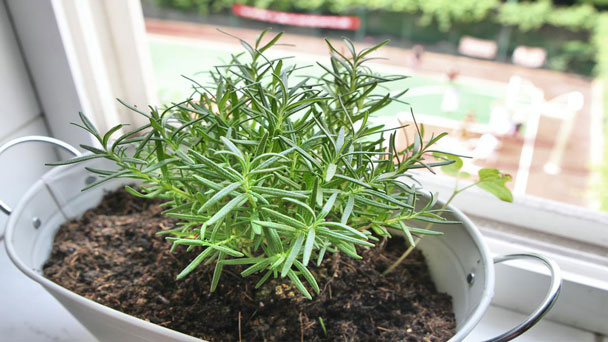 Rosemary: Grow & Care for Salvia Rosmarinus