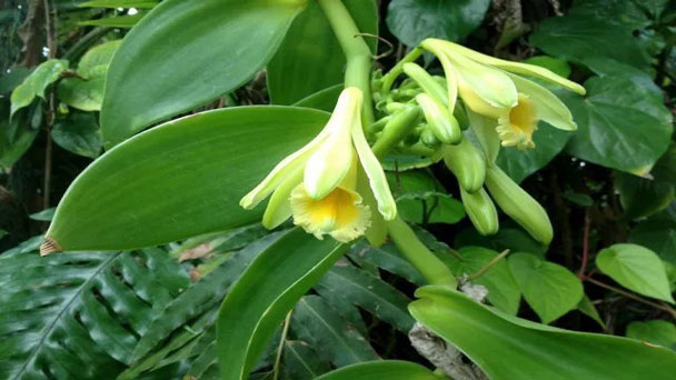 Vanilla Bean Orchid (Vanilla Planifolia) Grow & Care Guide