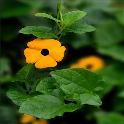 Autumn Flower - Black-Eyed Susan Flower