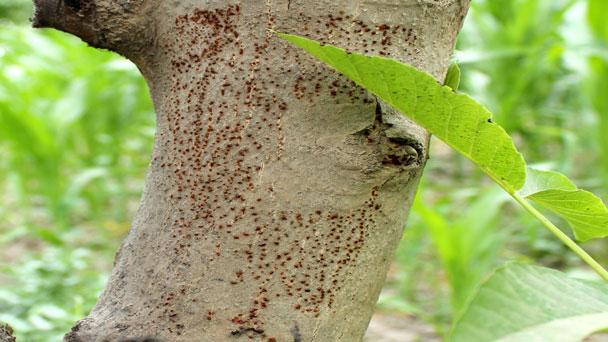 6 most Common Tree Diseases: Types and Treatment