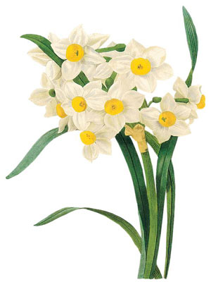 Daffodil(Narcissus) 