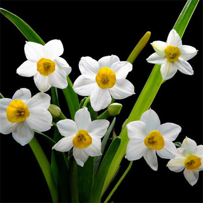 Daffodil(Narcissus) 