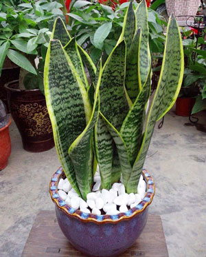 Snake plant - most common house plant
