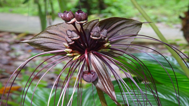 Black Bat Flower (Tacca Chantrieri): Plant Care & Growing Guide