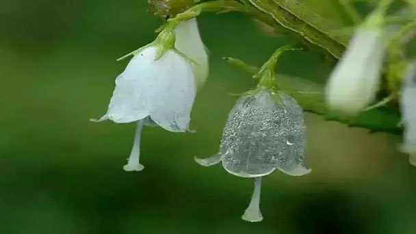 Diphylleia Grayi (Skeleton Flower): Grow & Care for the Magical White to Transparent Flower
