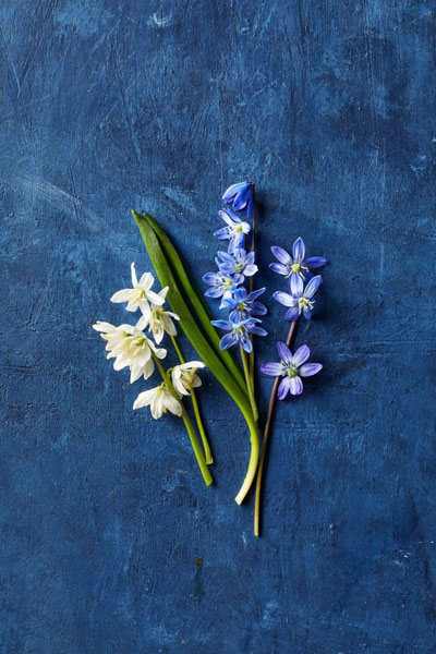 Siberian-squill