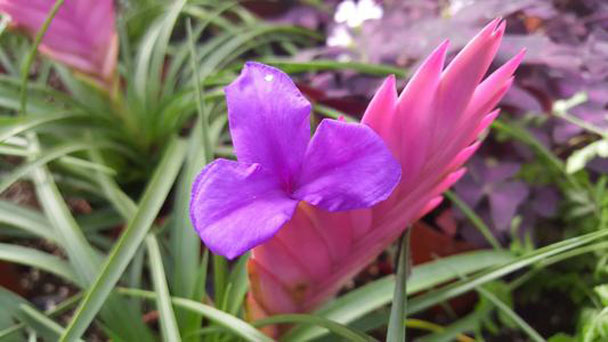 Tillandsia Cyanea (Pink Quill Plant) Grow & Care Guide