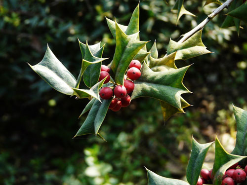 Chinese-holly