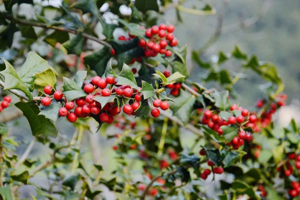 Chinese-holly