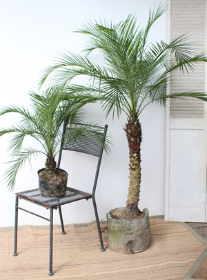 Parlor-palm-plant
