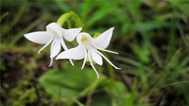 Peristeria Elata: Grow & Care for Dove Orchid