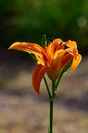 day-lily