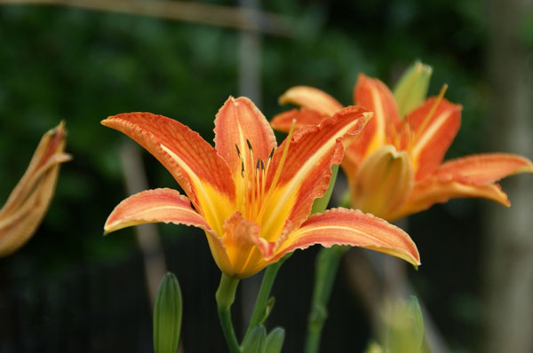day-lily