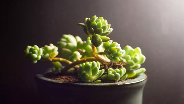 Sedum Clavatum Succulent Grow & Care Guide