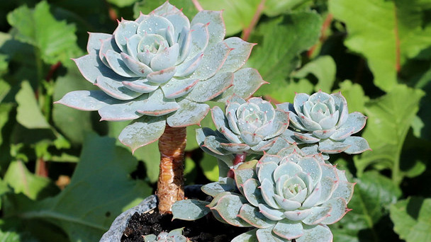Echeveria Runyonii Topsy Turvy Grow & Care Guide