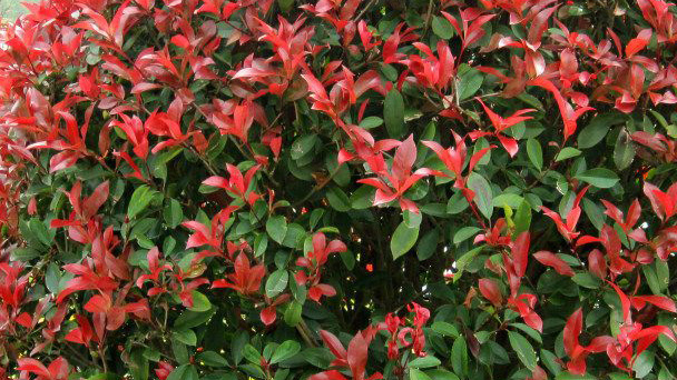 Photinia davidiana-Evergreen hiver Wild Bird arbuste Plant dans 9 cm pot