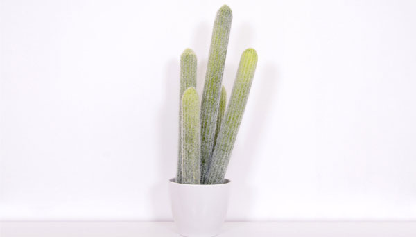 Organ Pipe Cactus (Stenocereus Thurberi) Grow & Care Guide