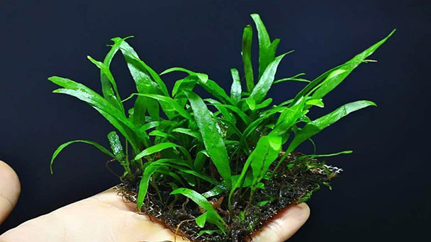 Java Fern Care & Growing Guide