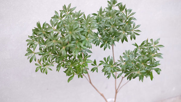 Pieris Japonica: Grow & Care for Japanese Pieris (Lily of the Valley Shrub)
