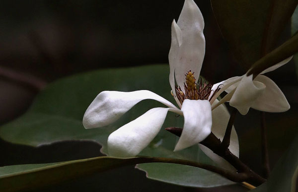 Magnolia Coco
