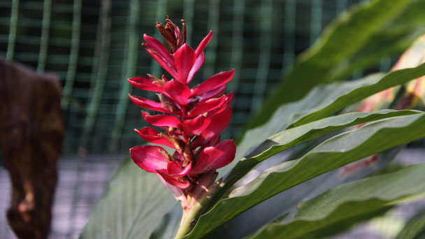Scarlet Ginger Lily: Grow & Care for Hedychium Coccineum