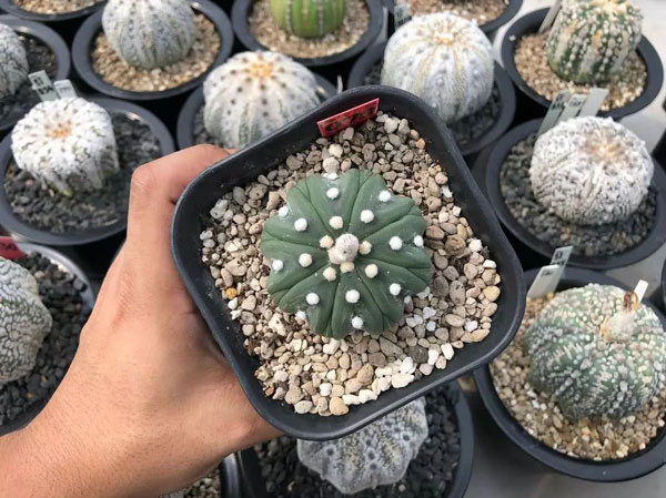 Astrophytum Asterias (Star Cactus)