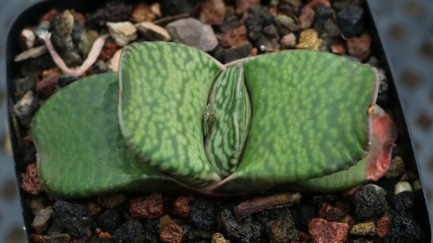 Gasteria Succulent: Plant Facts, Care & Growing Guide