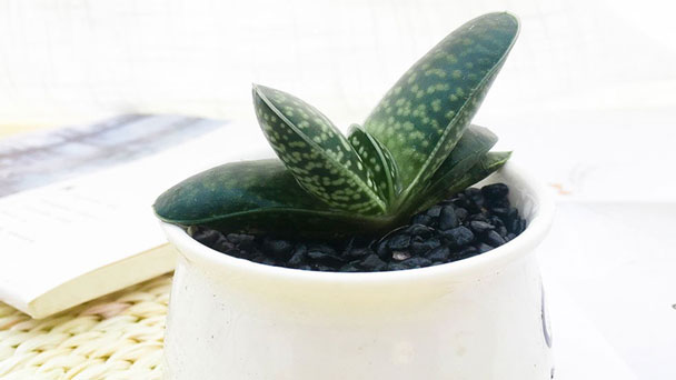 How to Grow & Care for Gasteria Succulent