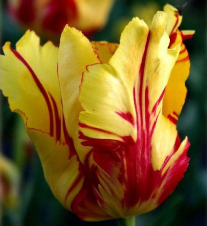 Parrot Tulips