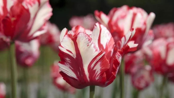 Parrot Tulips Profile: Plant Facts & Care Tips